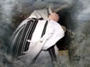 The Shofar